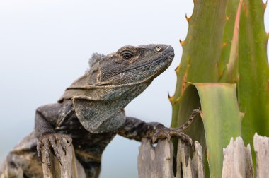 Black iguana clipart