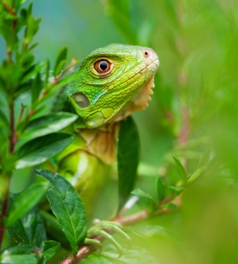 Curious Iguana clipart