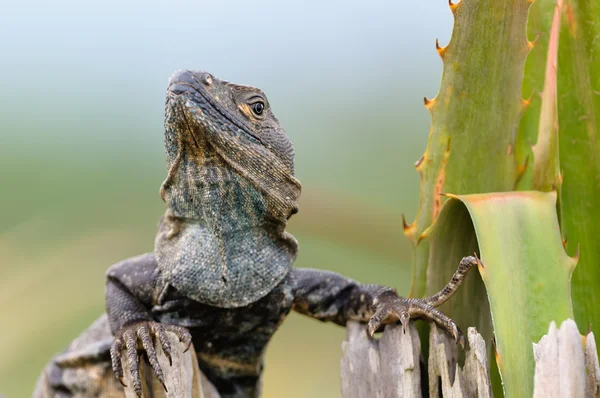 stock image Iguana