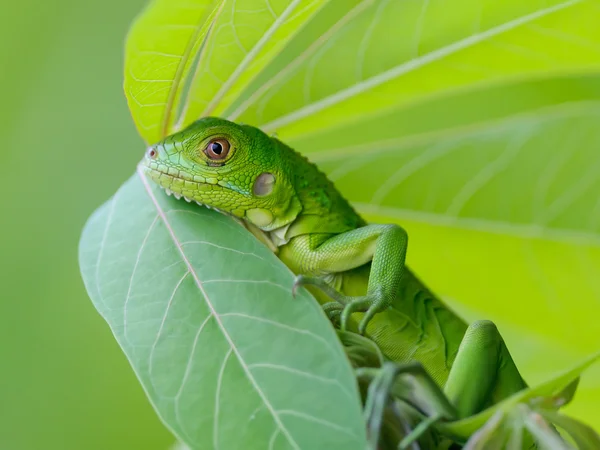 stock image Little green iguna