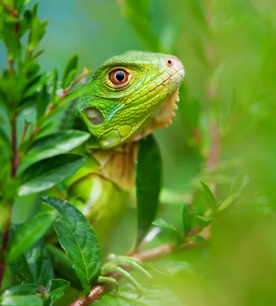 stock image Curious Iguana