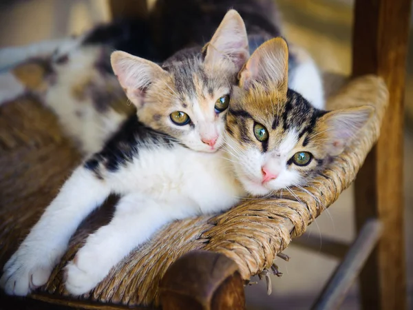 Deux chats — Photo