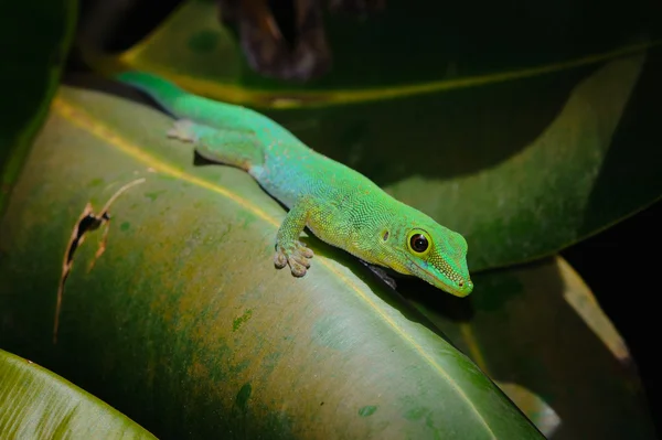 stock image Green lizard