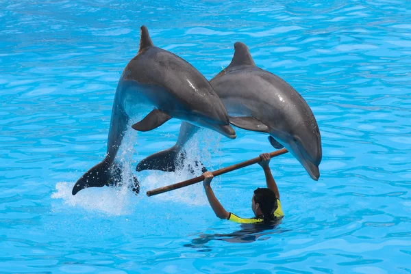 Bottlenose dolphins — Stock Photo, Image
