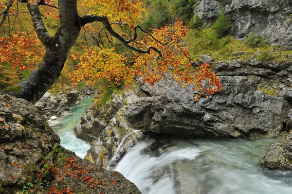 stock image River in forest