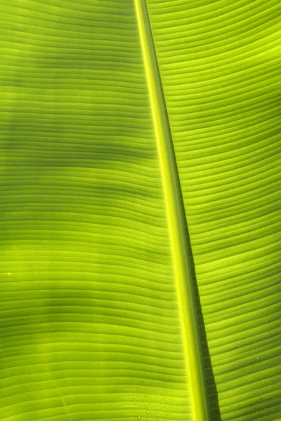 Текстура бананового листа — стоковое фото