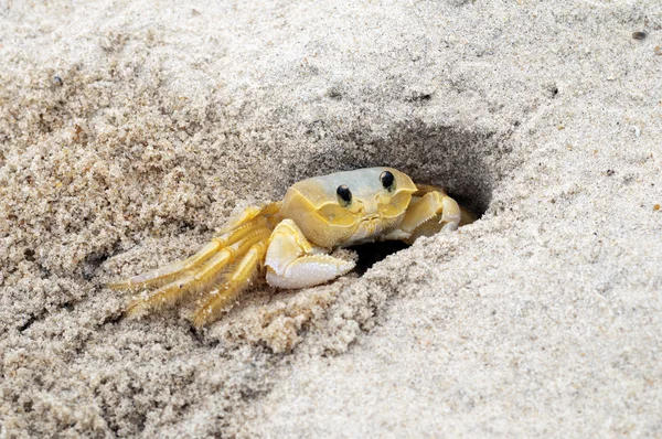 stock image Crab on the beach