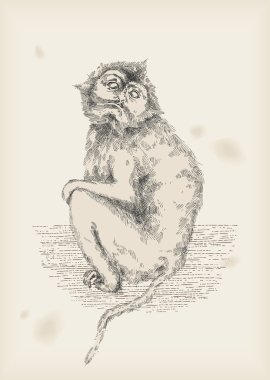 maymun çizim