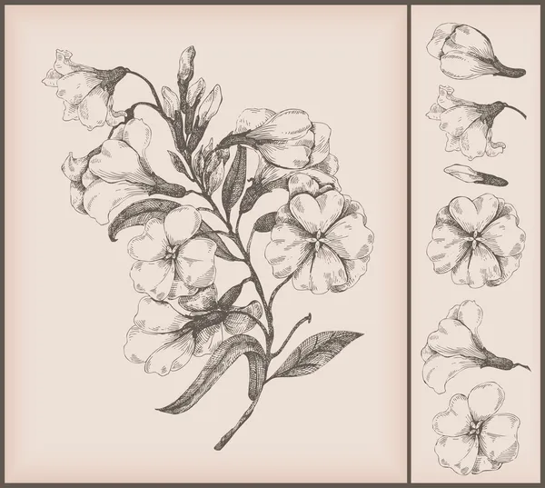Vintage bloem tekening — Stockvector