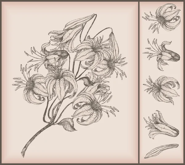Tiger lily kresba — Stockový vektor
