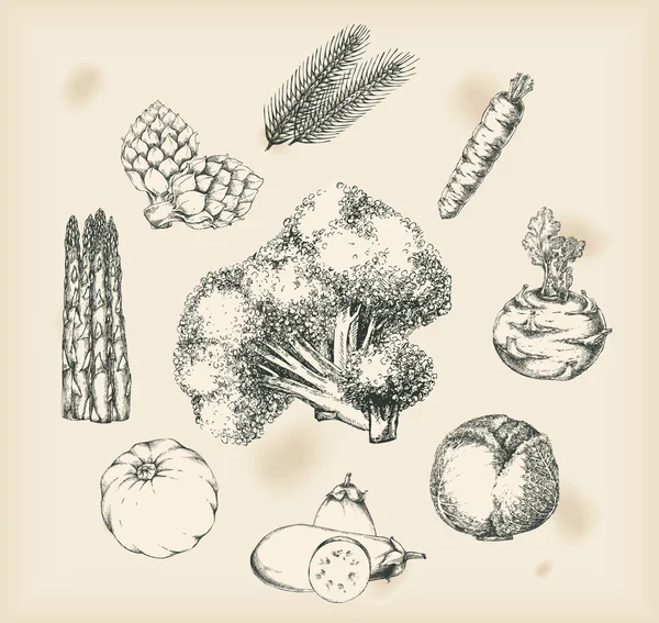 Dibujos vegetales objetos aislados — Vector de stock