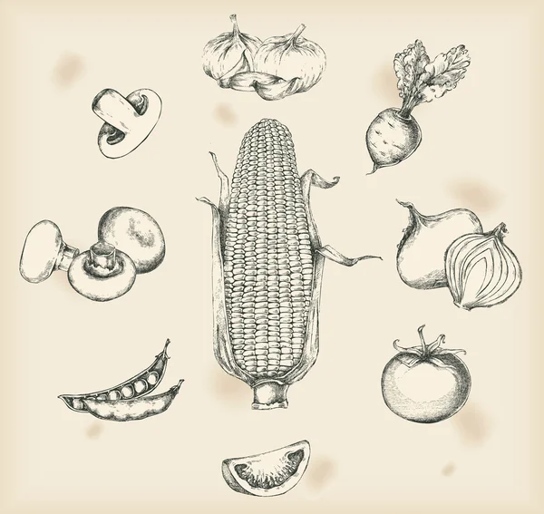 Gemüse Zeichnungen - isolierte Objekte — Stockvektor