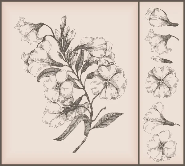 Vintage λουλούδι σχεδίασης — Διανυσματικό Αρχείο