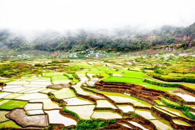 Rice terraces in mist clipart