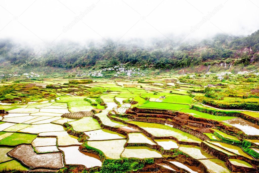 Rice terraces in mist