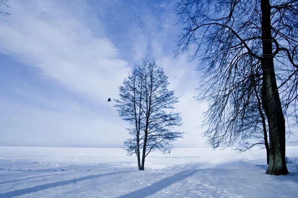 Magical blue heaven and tree alone. — Stock Photo, Image