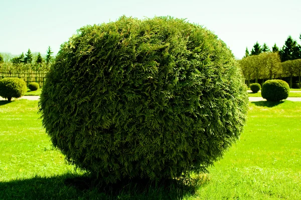 Stock image Green grass and little round pine.Garden in spring.