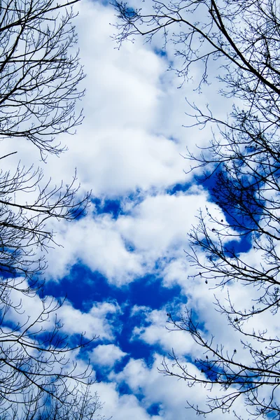 Céu azul mágico e árvores . — Fotografia de Stock