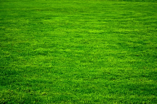 stock image Bacground of green grass.