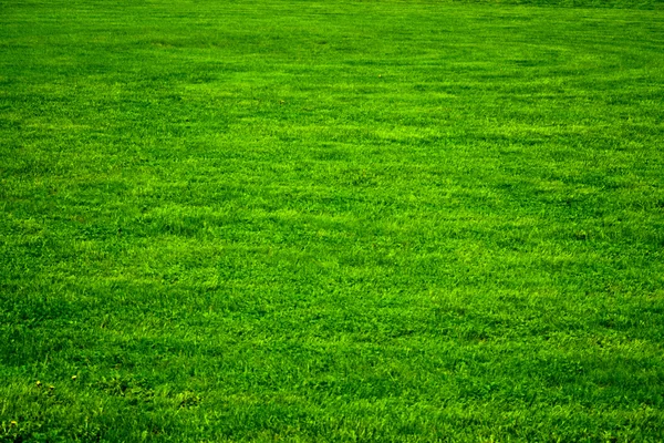 Bacground a zöld fű. — Stock Fotó
