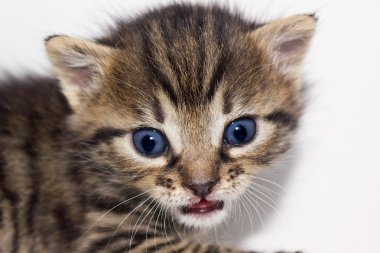 küçük şirin kedi yavrusu