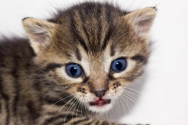 Small cute kitten — Stock Photo, Image