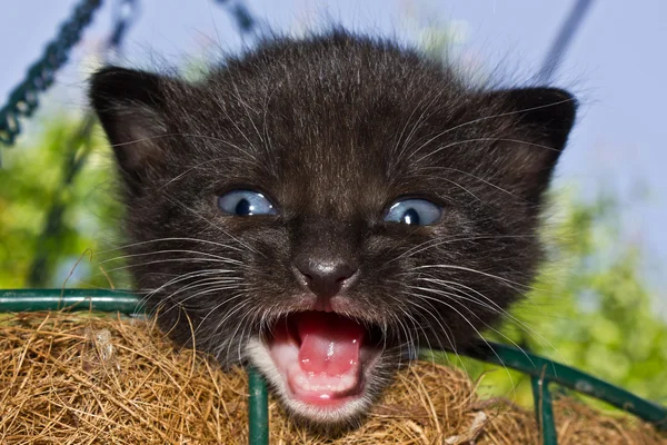 かごの中の子猫 — ストック写真