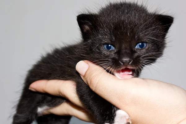 Black kitty — Stock Photo, Image