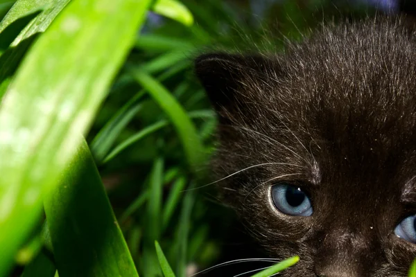 Black kitten — Stock Photo, Image