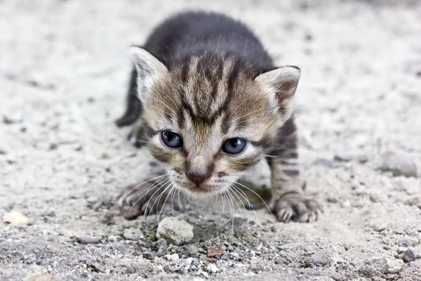 Vahşi bir kedi — Stok fotoğraf