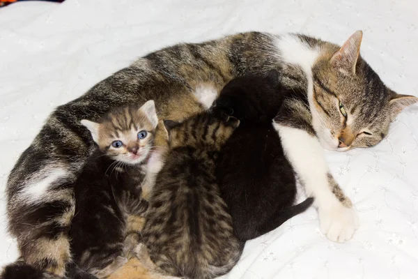 Cat feeding kittens Royalty Free Stock Photos