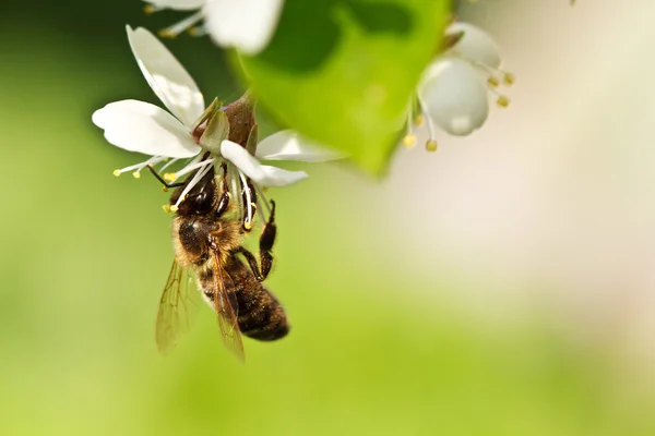 Eine Honigbiene auf einer Kirsche — Stockfoto