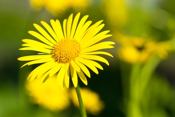 stock image Close-up of a chamomile flower