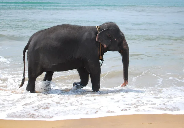 stock image Elephant