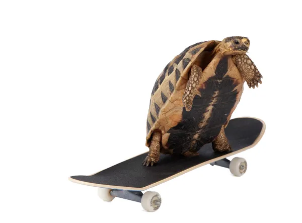 Schnelle Schildkröte — Stockfoto