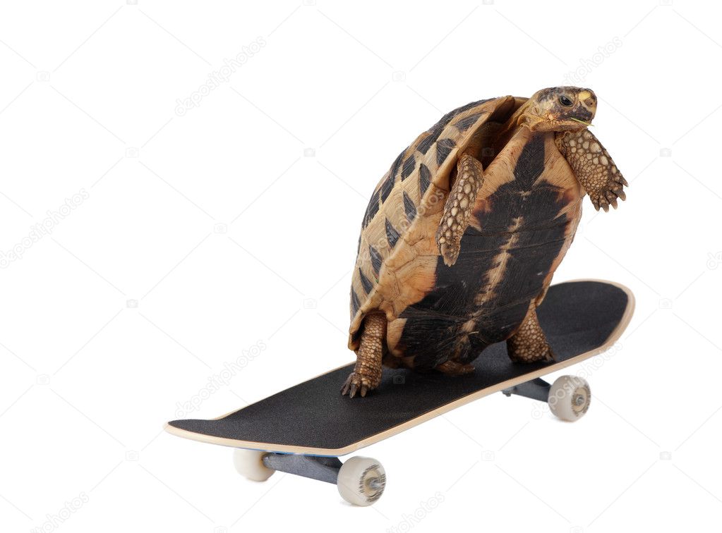 Fast tortoise