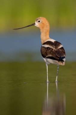 American Avocet (Recurvirostra americana) clipart