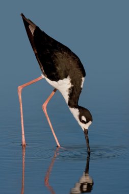 Black-necked Stilt (Himantopus mexicanus) clipart