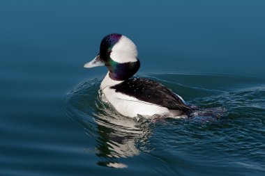 Bufflehead (Bucephala albeola)