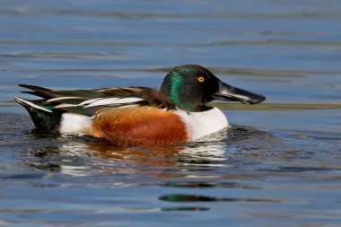 Northern Shoveler (Anas clypeata) clipart