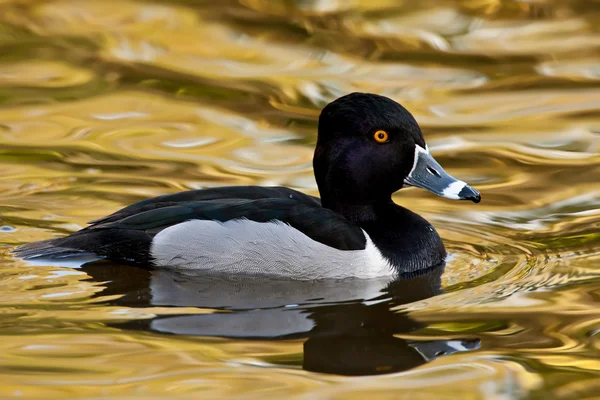 Ring - necked Duck (Aythya collaris) — Stockfoto