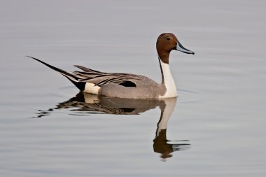 Northern Pintail (Anas acuta) clipart