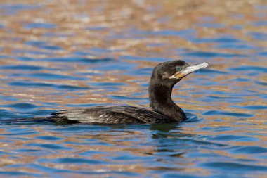 Neotropik Karabatak (phalacrocorax brasilianus)