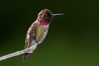 Anna's Hummingbird (Calypte anna) clipart