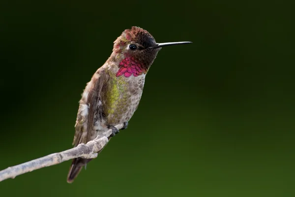 Anna koliber (AvibaseAnna'nın sinek kuşu (calypte anna) — Stok fotoğraf