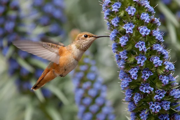 Allens kolibri (Allens kolibri) — Stockfoto