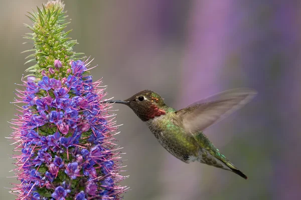 Hummingbird Άννας — Φωτογραφία Αρχείου