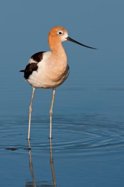 American Avocet (Recurvirostra americana) clipart