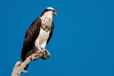 Osprey (Pandion haliatus) clipart