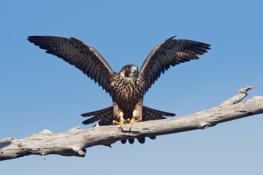 Peregrine Falcon (Falco peregrinus anatum) clipart
